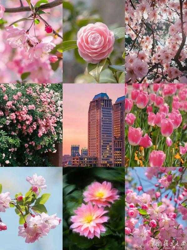 在复旦,来一场春日Color Walk