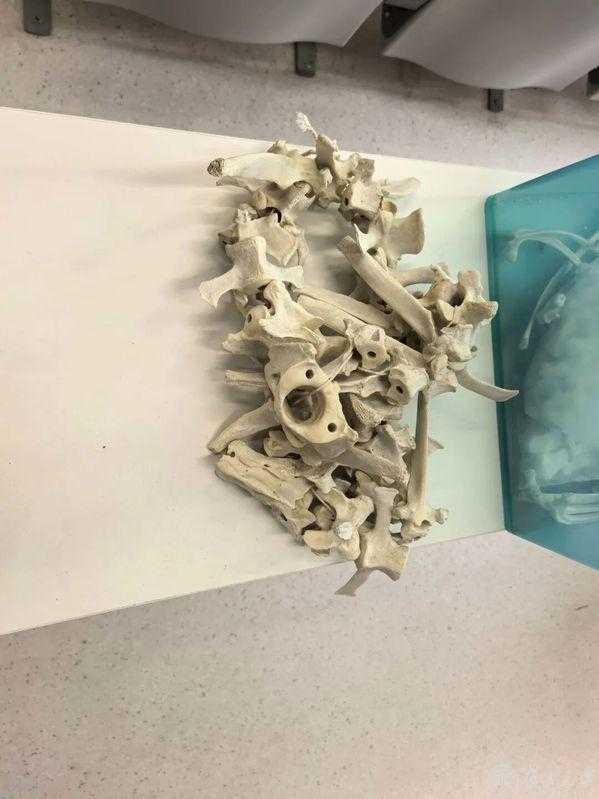 动物考古课：从骨骼中读懂古人的生活，看见人与动物的千年变迁