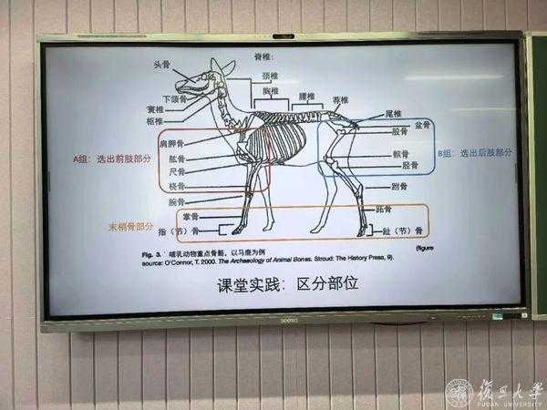 动物考古课：从骨骼中读懂古人的生活，看见人与动物的千年变迁